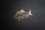 GooFish